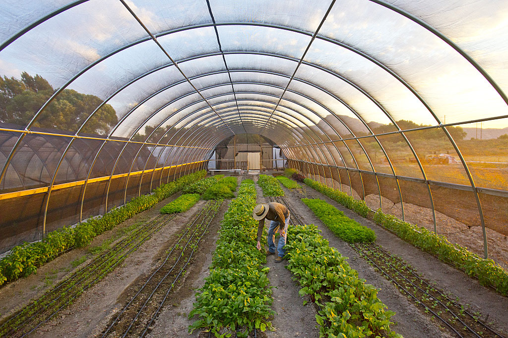 智慧農業(yè)物聯網技術如何應用于溫室大棚